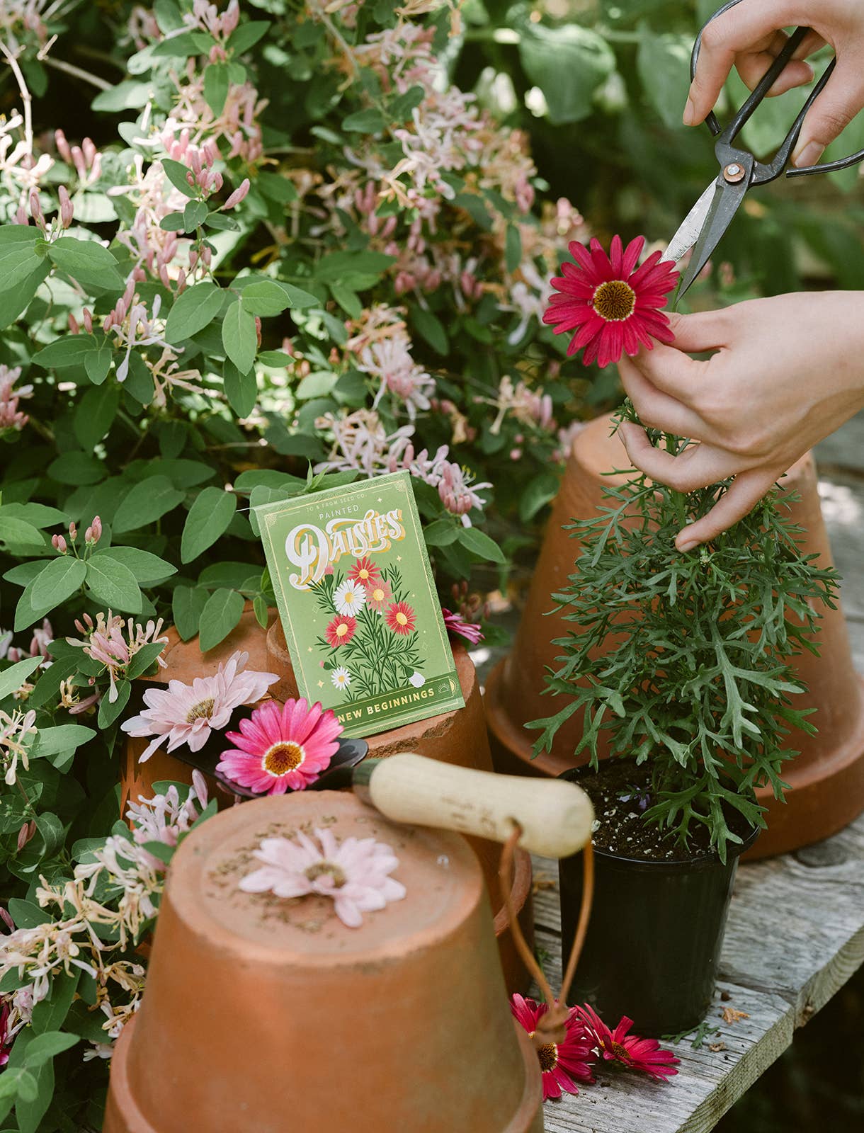 Painted Daisies (New Beginnings) | Seed Packet