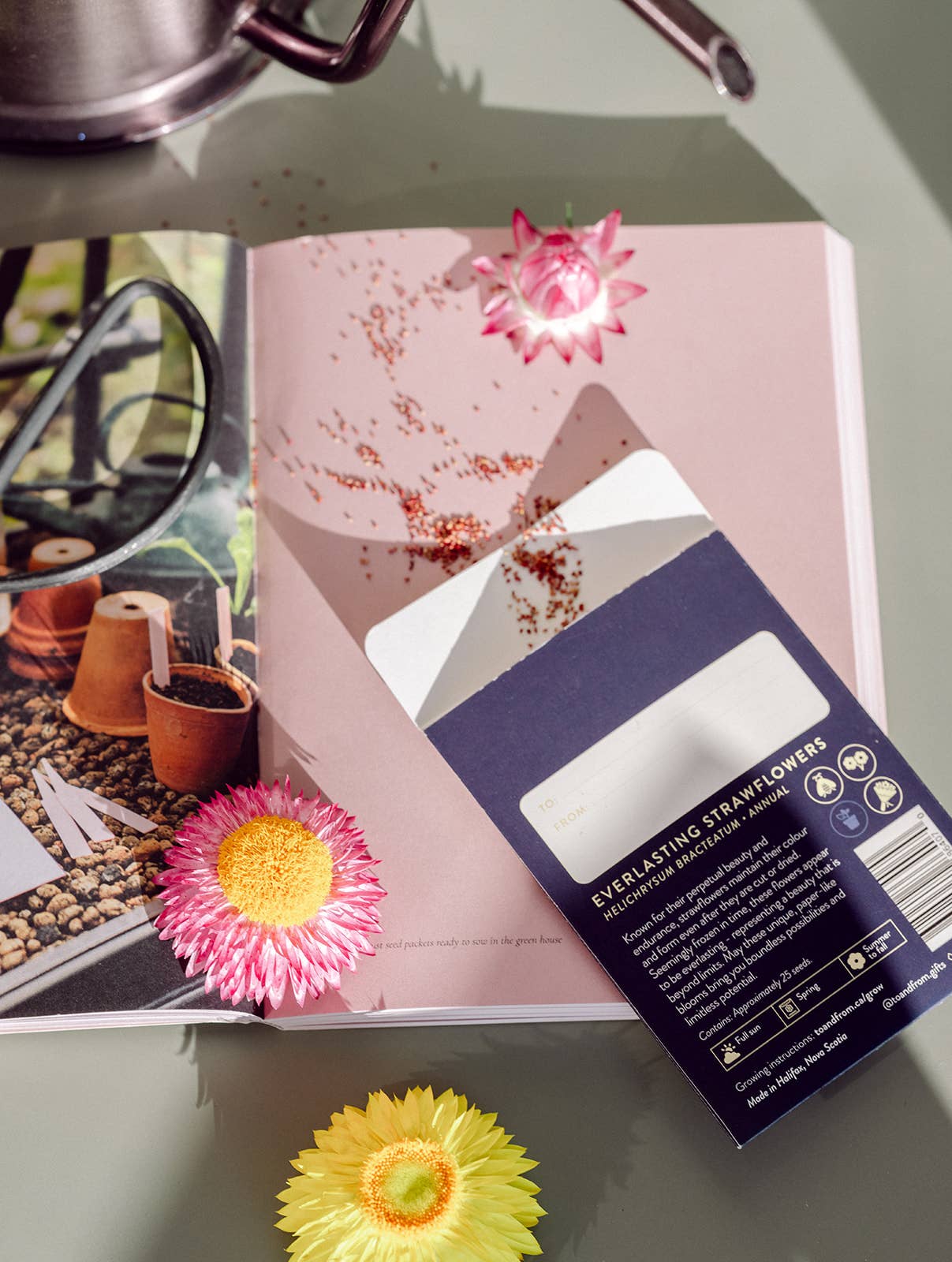 Strawflowers (Infinity) | Seed Packet