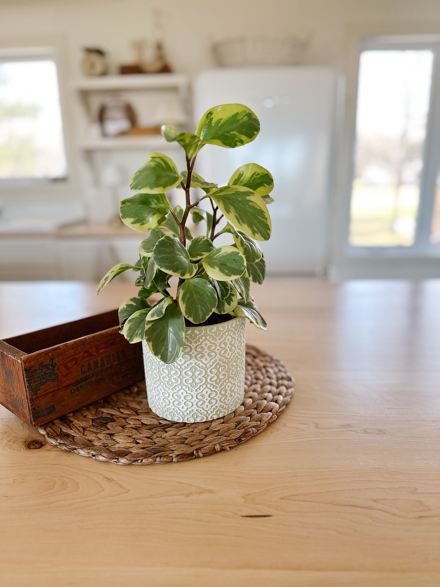 Lace Pattern Flower Pot | Green & White