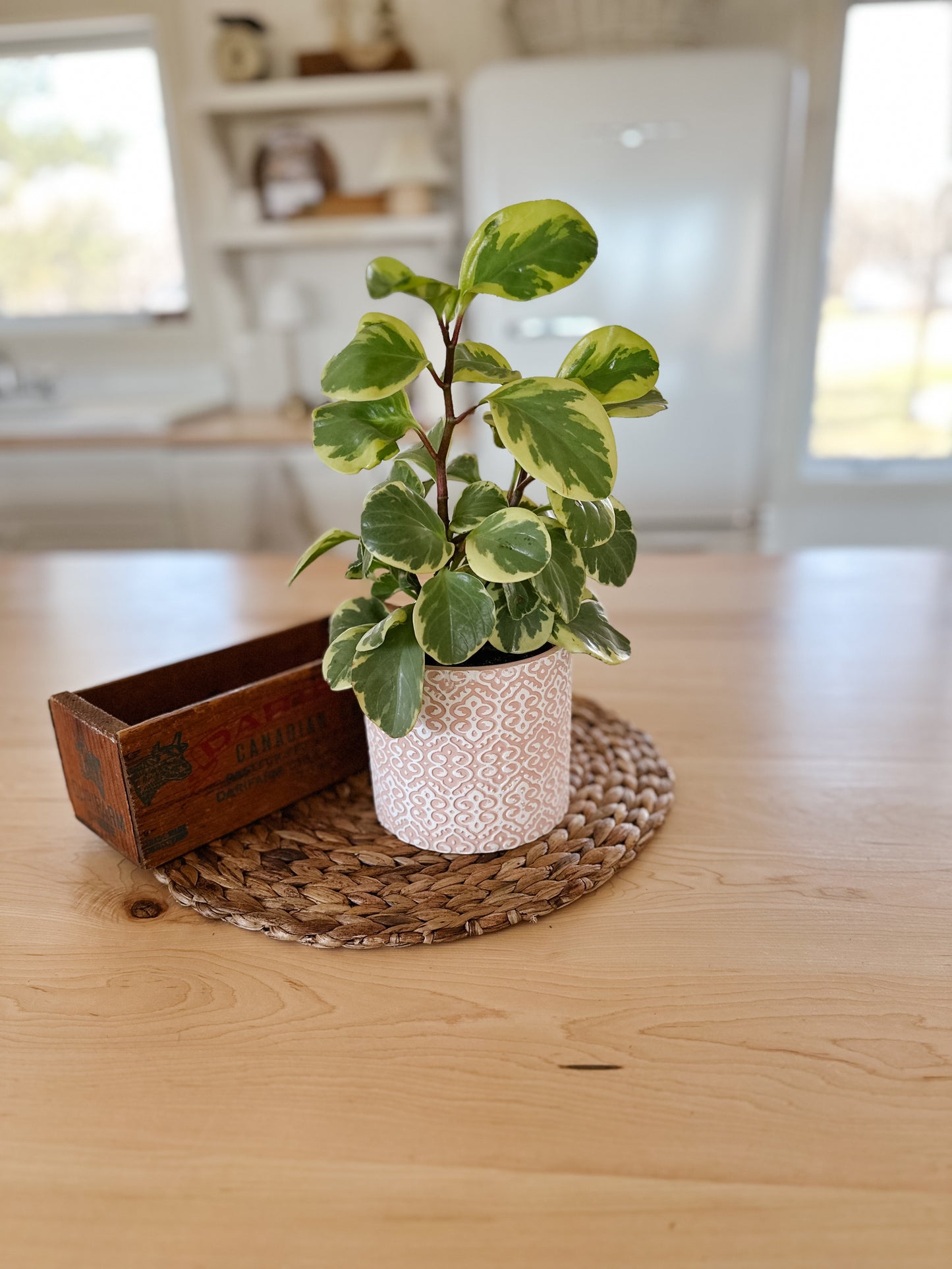 Lace Pattern Flower Pot | Pink & White