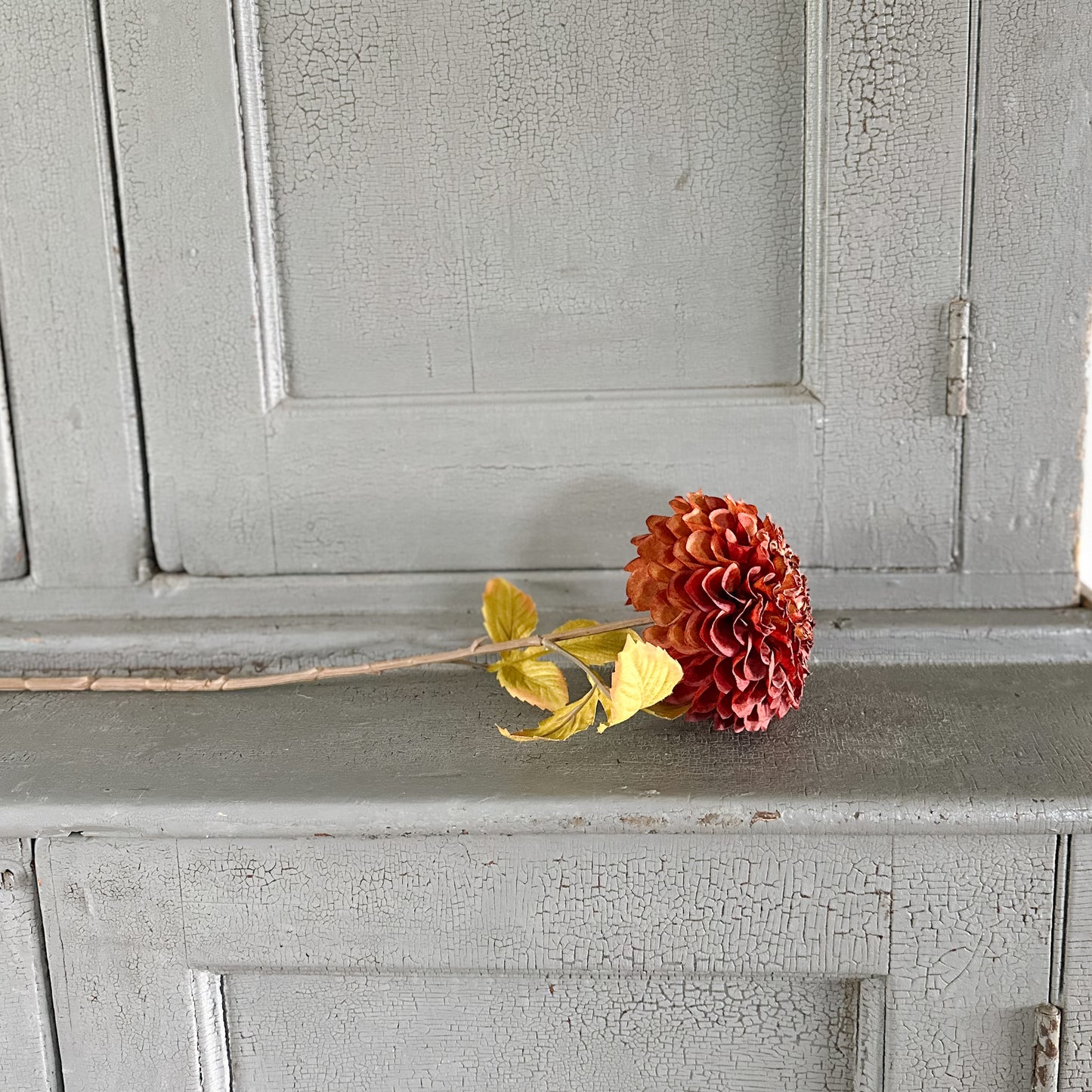 Dahlia Stem | Brown