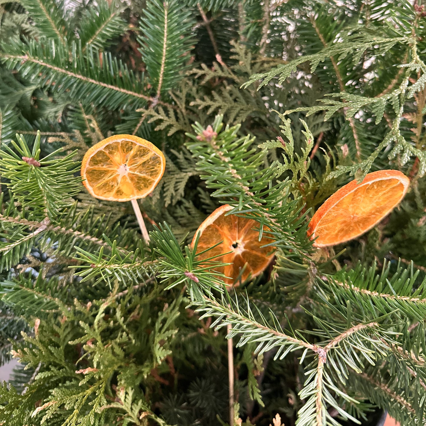 Orange Sticks | Set of 3