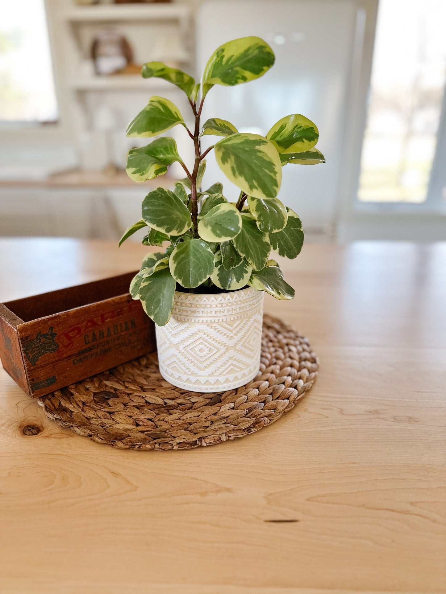 Aztec Flower Pot | Butter & White
