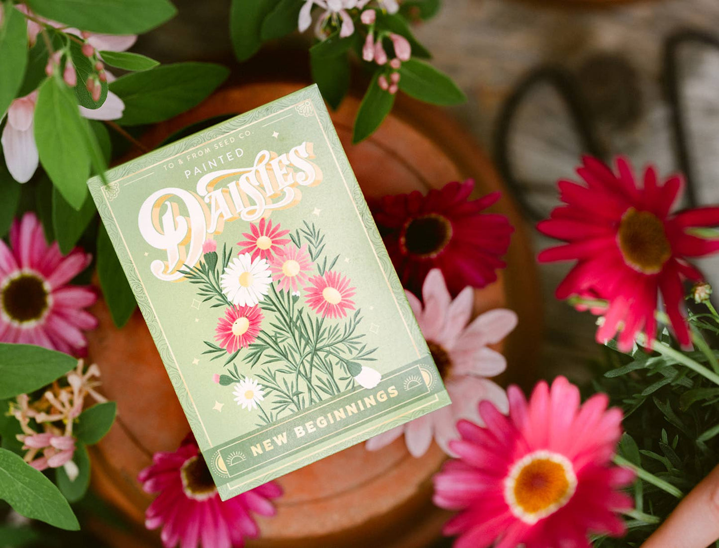 Painted Daisies (New Beginnings) | Seed Packet