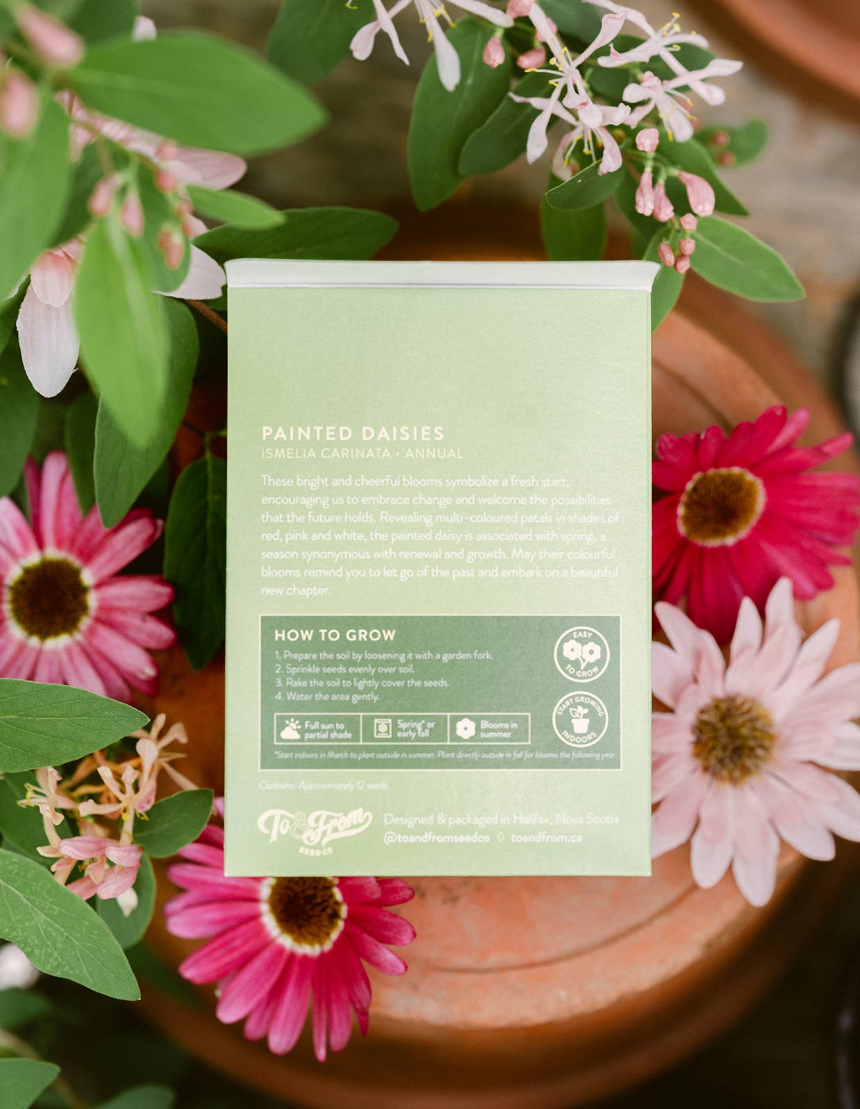Painted Daisies (New Beginnings) | Seed Packet