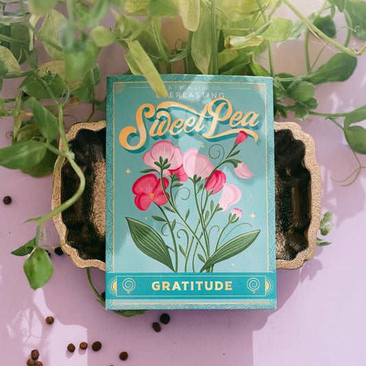 Everlasting Sweet Pea (Gratitude) | Seed Packet