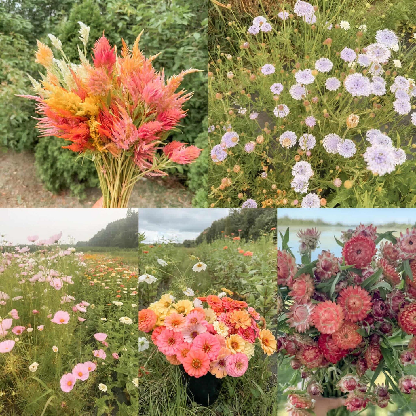 Cut Flower Garden Kit