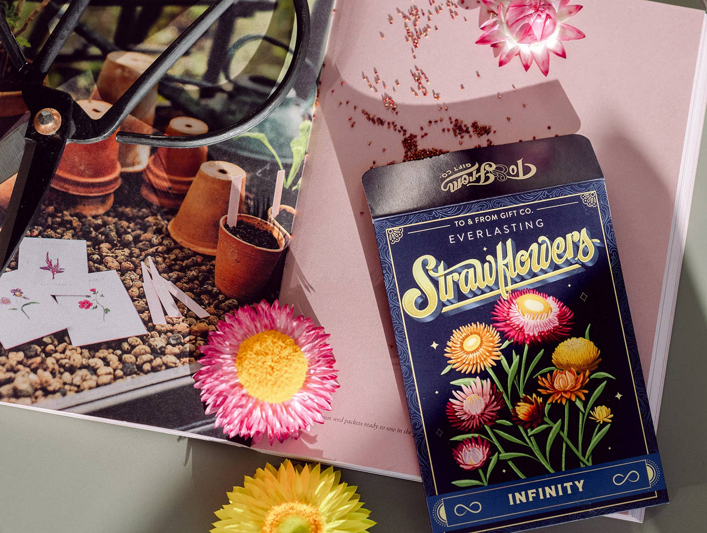 Strawflowers (Infinity) | Seed Packet