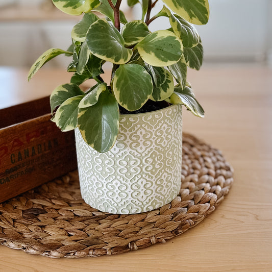 Lace Pattern Flower Pot | Green & White