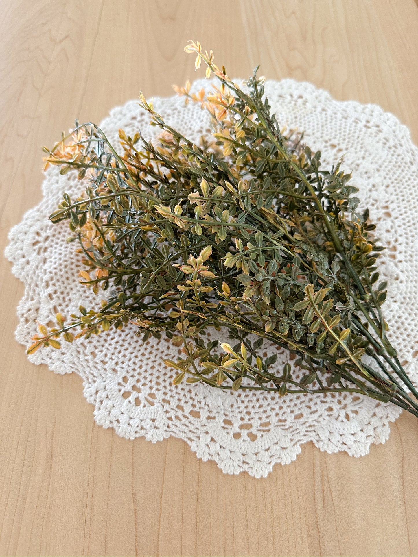 Bush Chickweed | Mustard
