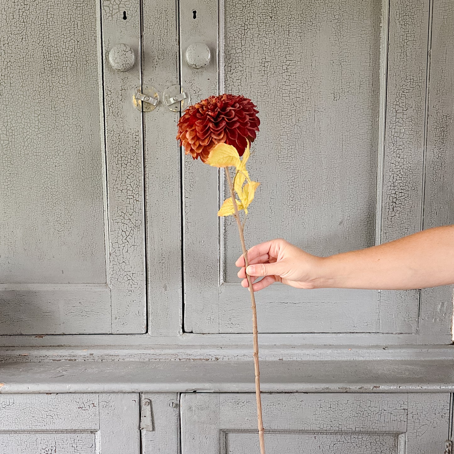 Dahlia Stem | Brown
